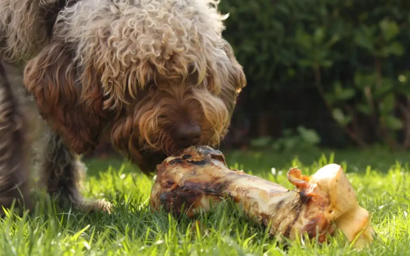 Eine Hunde Diät ist gesund