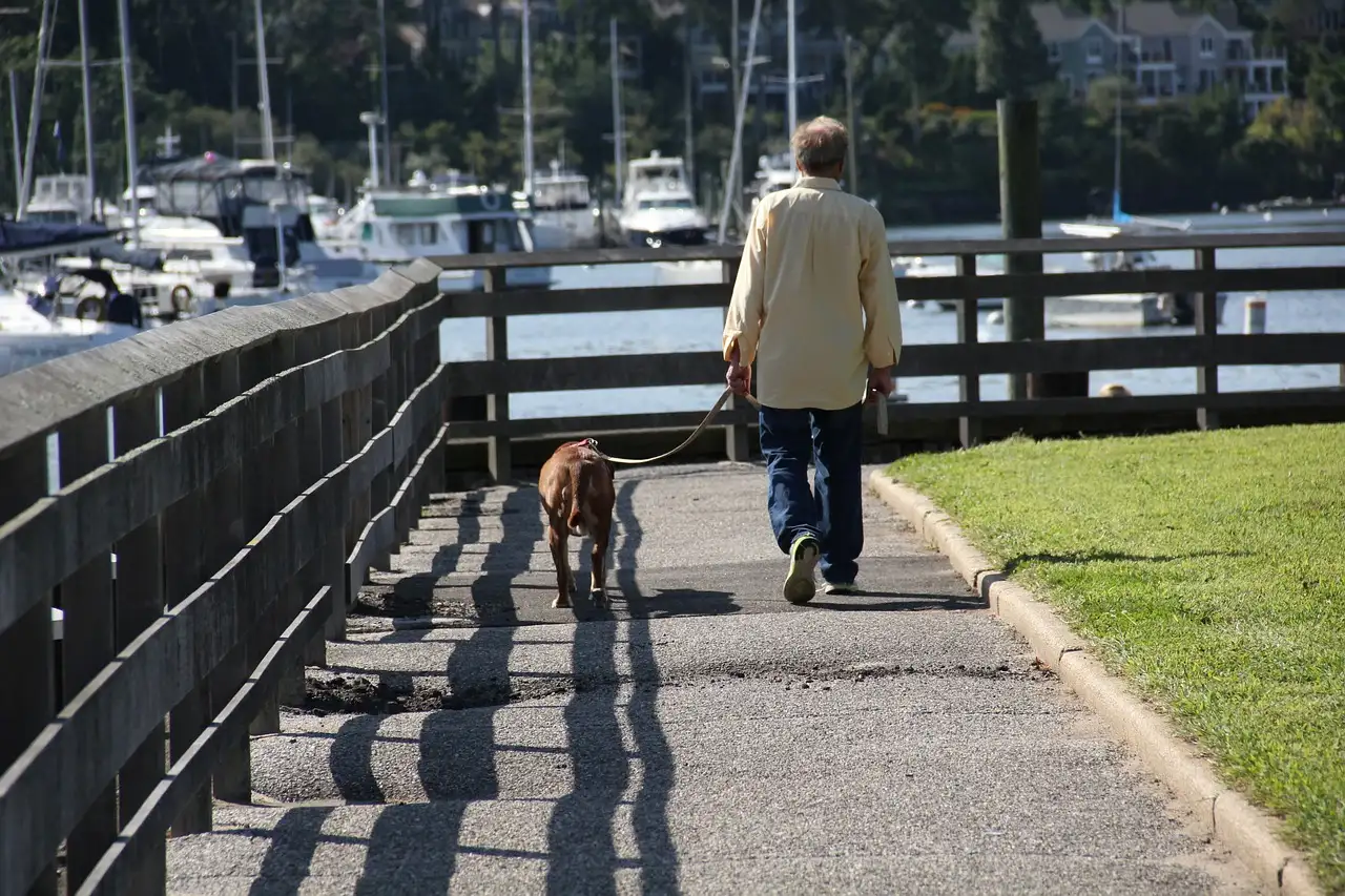 Hunde für Senioren Spaziergang
