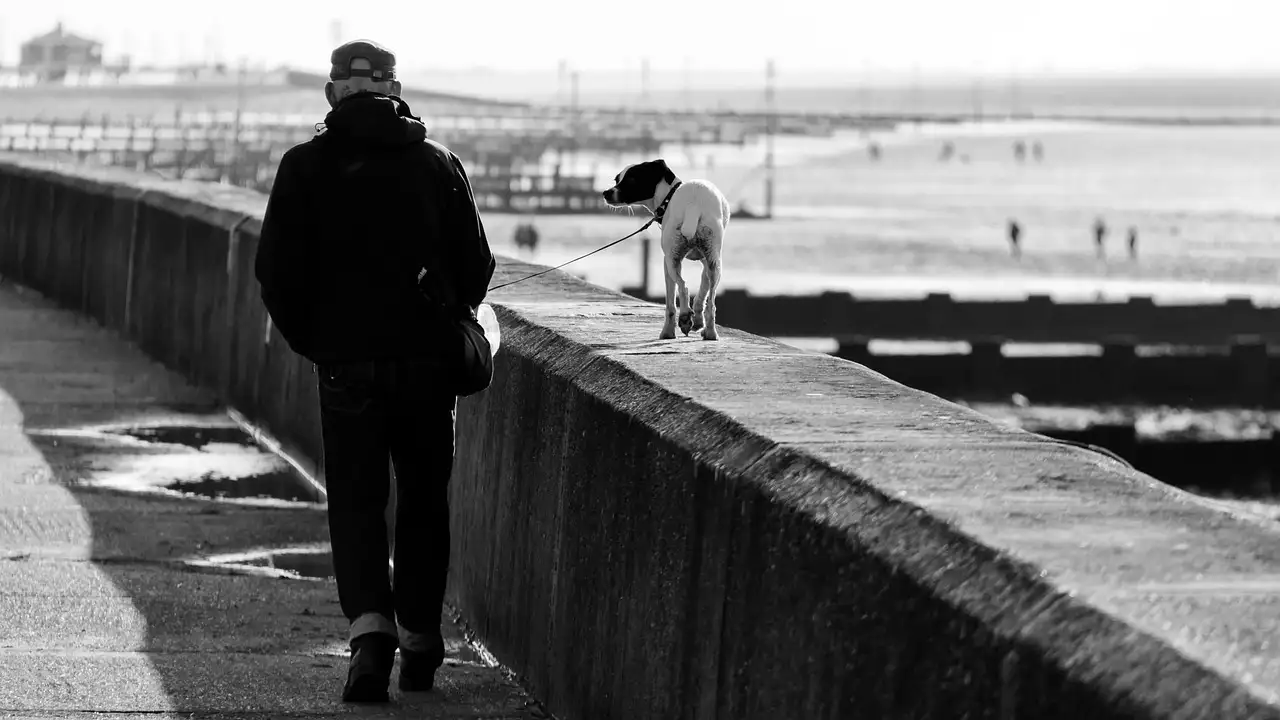 Hunde für Senioren Vor dem Kauf