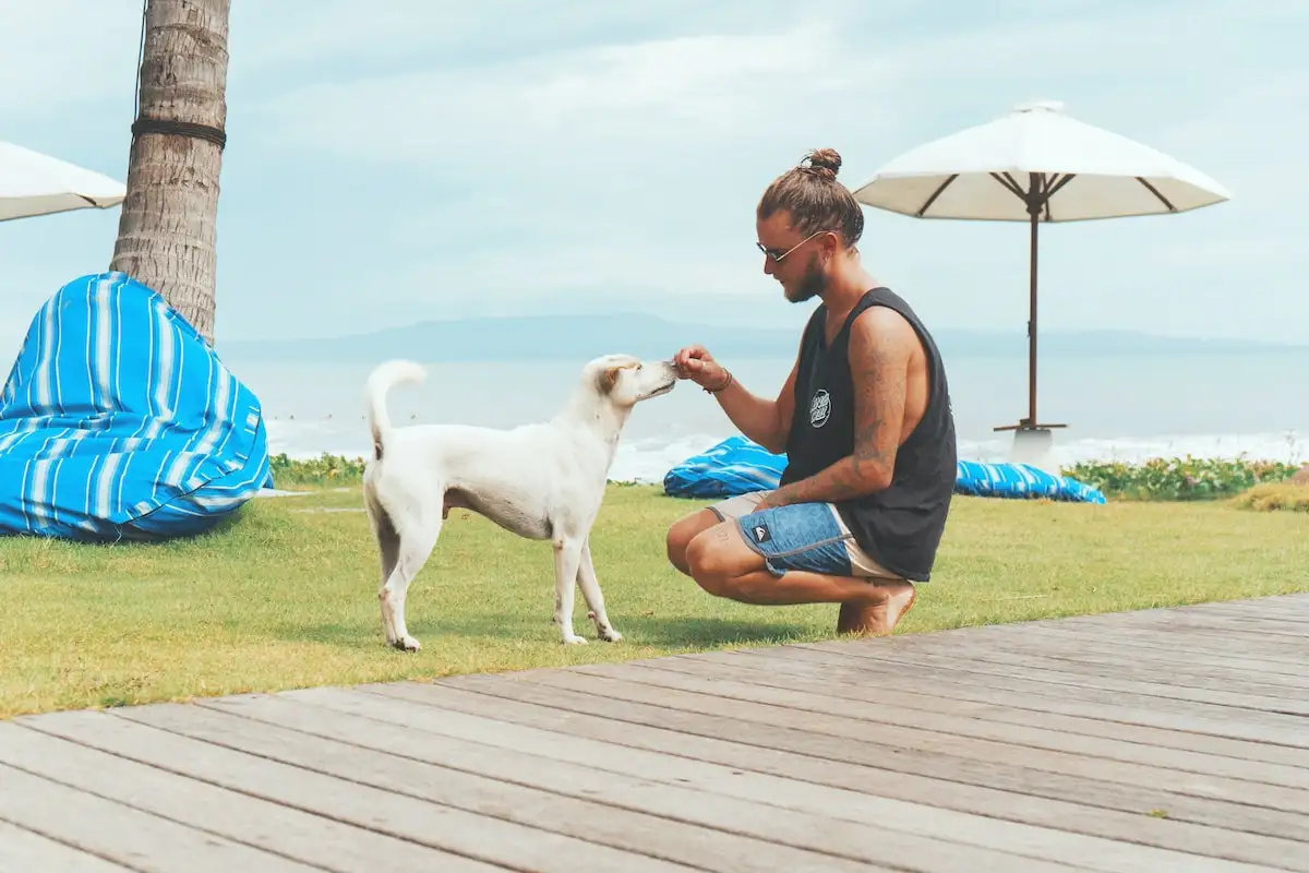 Hunde Snacks