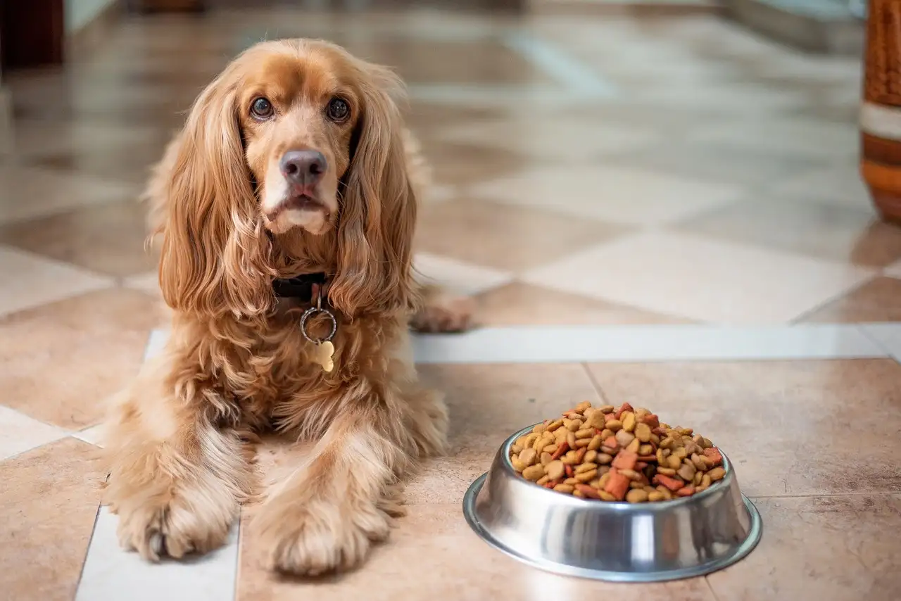 Hundedosenfutter Trockenfutter