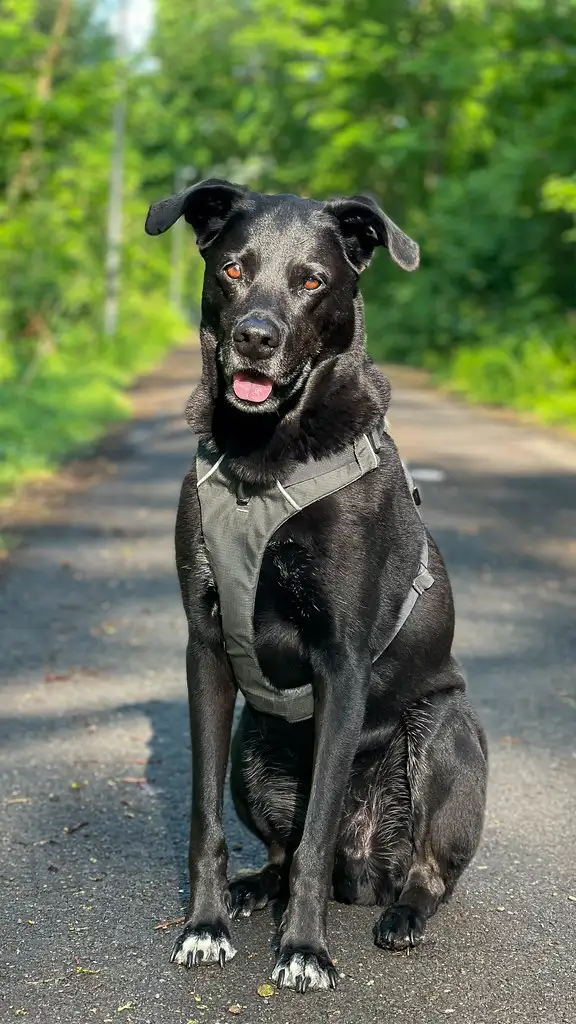 Hundegeschirr statt Halsband