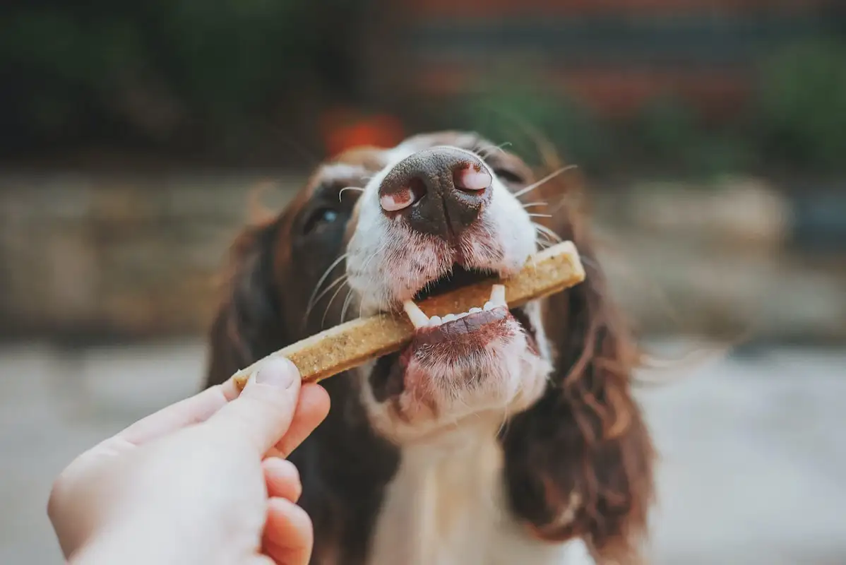 Zahnreinigende Hundesnacks