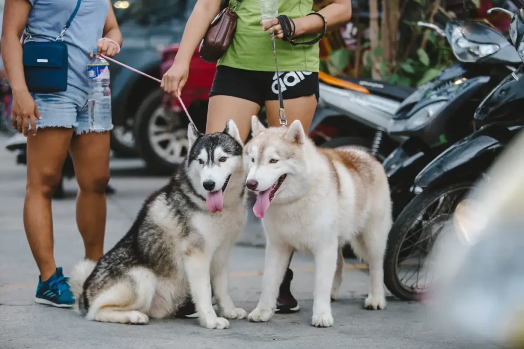 Gesellschaftsfähigkeit Sozialisierte Hunde