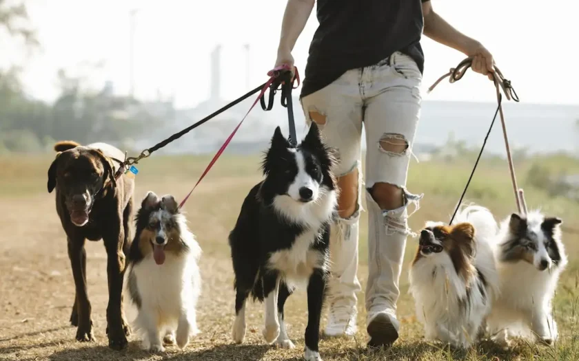 Sozialisierte Hunde Gruppendynamik